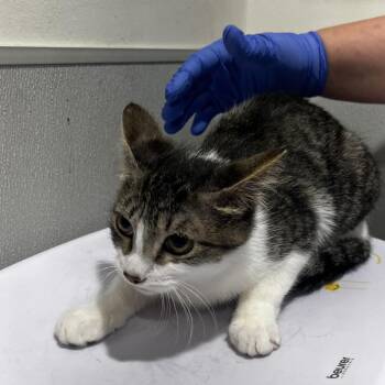 Domestic Long Hair Cats Available for Adoption - Mable | PetCurious