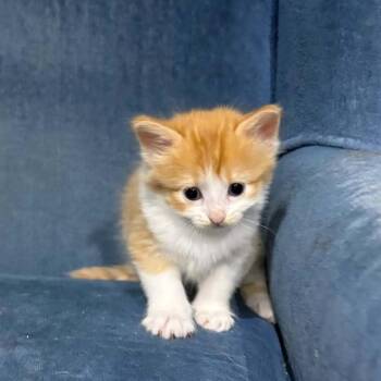 Hamlin -  Domestic Long Hair Cat for Adoption in Calgary, Alberta - Hamlin | PetCurious