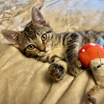 Tefi -  American Shorthair and Tabby Cat for Adoption in Griswold, Connecticut - Tefi | PetCurious