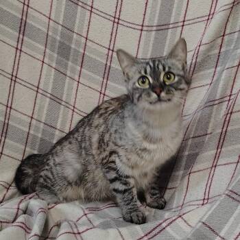 Glacier -  Domestic Short Hair Cat for Adoption in Coos Bay, Oregon - Glacier | PetCurious