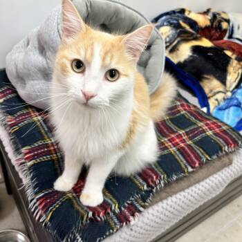 Gravy Boat -  Domestic Medium Hair Cat for Adoption in Maple Ridge, British Columbia - Gravy Boat | PetCurious