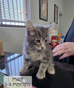 Dusty -  Domestic Medium Hair Cat for Adoption in Holbrook, Arizona - Dusty | PetCurious