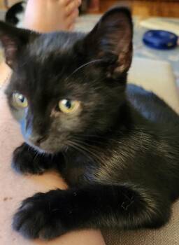 Gravy -  Domestic Short Hair Cat for Adoption in Linden, New Jersey - Gravy | PetCurious