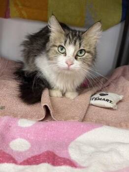 Fawn -  Domestic Medium Hair and Domestic Short Hair Cat for Adoption in Gwinn, Michigan - Fawn | PetCurious