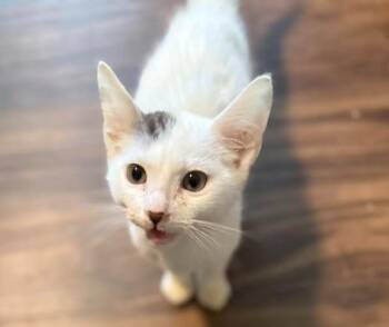 Rescue Domestic Short Hair Cats for Adoption in Sugar Land, Texas - Cappy (bonded With Toad) | PetCurious