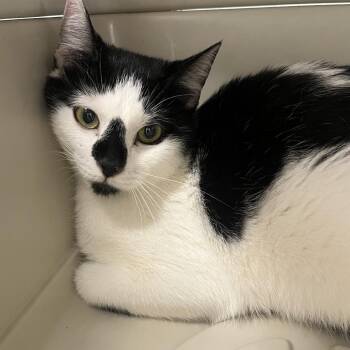 Domestic Short Hair Cats Available for Adoption in Oak Park, Illinois - Sumi-e | PetCurious