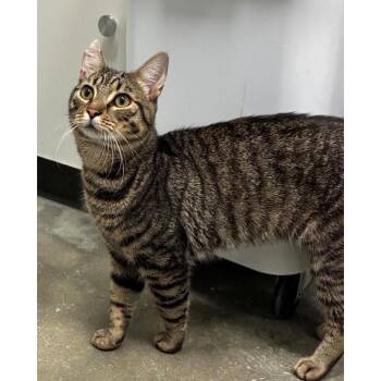 Guppy -  Domestic Short Hair Cat for Adoption in Philadelphia, Pennsylvania - Guppy | PetCurious