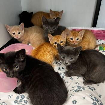 Pebble -  Domestic Short Hair Cat for Adoption in Kingman, Arizona - Pebble | PetCurious