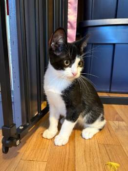 Nick Wilde -  Domestic Short Hair Cat for Adoption in Fort Collins, Colorado - Nick Wilde | PetCurious