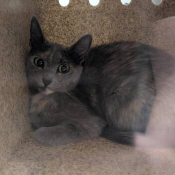 Juliet -  Domestic Short Hair Cat for Adoption in Reno, Nevada - Juliet | PetCurious