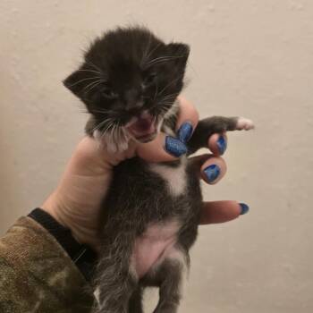 Diva -  Domestic Short Hair Cat for Adoption in League City, Texas - Diva | PetCurious