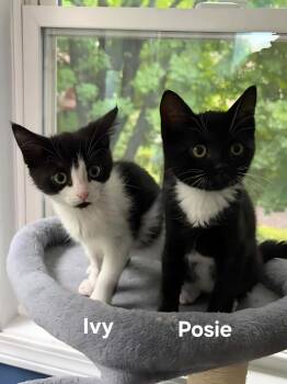 Ivy & Posey -  Domestic Short Hair Cat for Adoption in Chicopee, Massachusetts - Ivy & Posey | PetCurious