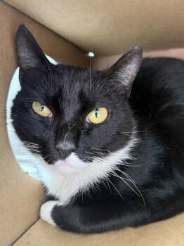 Domestic Short Hair Cats Available for Adoption in West Chester, Pennsylvania - Oreo | PetCurious