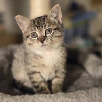 Reno -  Domestic Short Hair Cat for Adoption in Mansfield, Texas - Reno | PetCurious