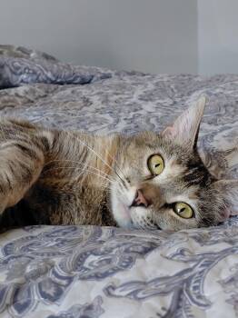 Rescue Abyssinian and Domestic Short Hair Cats for Adoption in Lakeport, California - Sugar | PetCurious