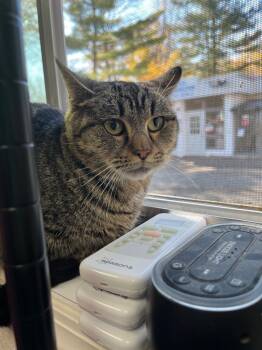 Rescue Domestic Short Hair Cats for Adoption in Pomona, New York - Matilda | PetCurious