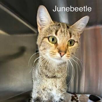 Domestic Short Hair Cats Available for Adoption in Knoxville, Tennessee - Junebeetle | PetCurious