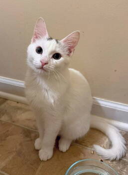 Rescue Domestic Short Hair Cats for Adoption in Knoxville, Tennessee - Dobby | PetCurious