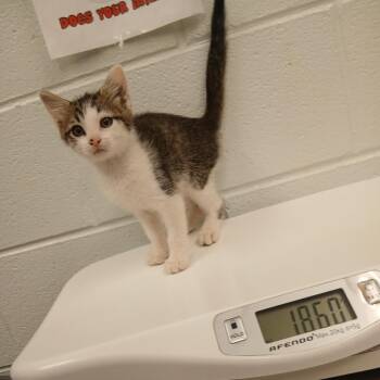 Gingie -  Domestic Short Hair Cat for Adoption in Chattanooga, Tennessee - Gingie | PetCurious