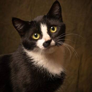 Domestic Short Hair Cats Available for Adoption - PinkyPie C10885 | PetCurious