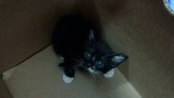 SNOWY -  Domestic Short Hair Cat for Adoption in Dallas, Texas - SNOWY | PetCurious