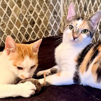 Scooter (and Scarlett) -  Domestic Short Hair Cat for Adoption in New York, New York - Scooter (and Scarlett) | PetCurious
