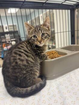Walnut (Pardee) -  Domestic Short Hair Cat for Adoption in Johnson City, Tennessee - Walnut (Pardee) | PetCurious