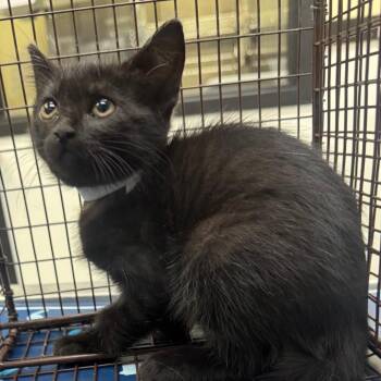 Drac -  Domestic Short Hair Cat for Adoption in Galveston, Texas - Drac | PetCurious