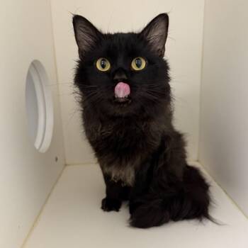 Domestic Medium Hair Cats Available for Adoption in Philadelphia, Pennsylvania - Wally Kat | PetCurious