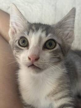 Mantis -  Domestic Short Hair Cat for Adoption in Plumerville, Arkansas - Mantis | PetCurious