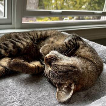 Practical Magic -  Domestic Short Hair Cat for Adoption in Evanston, Illinois - Practical Magic | PetCurious