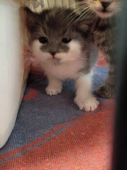 Cinderblock -  Domestic Short Hair Cat for Adoption in Hamilton, Ohio - Cinderblock | PetCurious