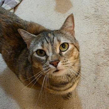 Elsa -  Domestic Short Hair Cat for Adoption in Jarrettsville, Maryland - Elsa | PetCurious