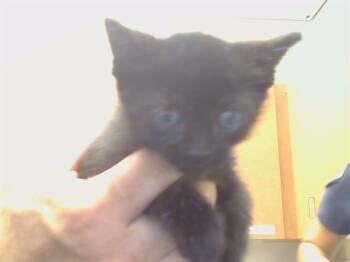 KADEN -  Domestic Short Hair Cat for Adoption in Sacramento, California - KADEN | PetCurious
