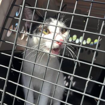 Mantis -  Domestic Short Hair Cat for Adoption in Lake Jackson, Texas - Mantis | PetCurious