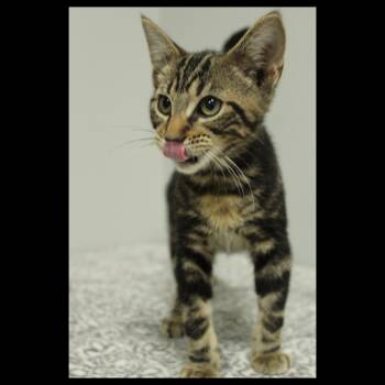 Rescue Domestic Short Hair and American Shorthair Cats for Adoption in Frankfort, Indiana - Kerberos | PetCurious