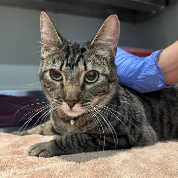 Sylveon -  Domestic Short Hair Cat for Adoption in San Gabriel, California - Sylveon | PetCurious