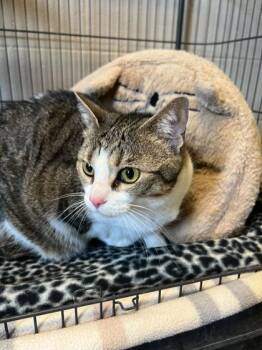 Rescue Domestic Short Hair Cats for Adoption in Louisville, Kentucky - Sugar | PetCurious