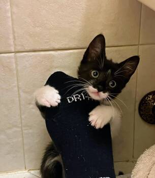 Rescue Domestic Short Hair Cats for Adoption in Syosset, New York - Fig | PetCurious