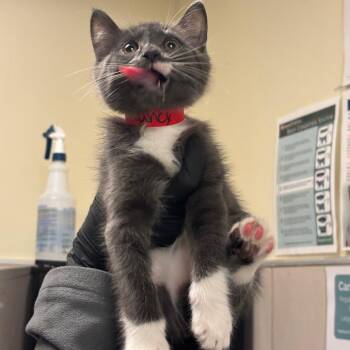 Nancy -  Domestic Short Hair Cat for Adoption in Chicago, Illinois - Nancy | PetCurious
