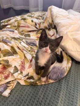 Alfur -  Domestic Short Hair Cat for Adoption in Mokena, Illinois - Alfur | PetCurious