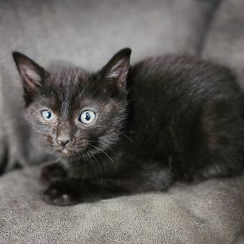 Percy -  Domestic Medium Hair Cat for Adoption in Centerville, Tennessee - Percy | PetCurious