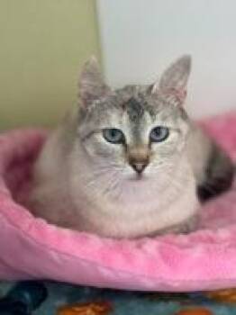 Marble -  Domestic Short Hair Cat for Adoption in Blountville, Tennessee - Marble | PetCurious