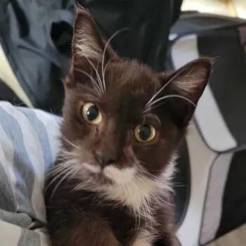 Papillon -  Domestic Short Hair Cat for Adoption in Florham Park, New Jersey - Papillon | PetCurious