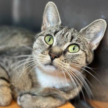 Ariel -  Domestic Short Hair Cat for Adoption in Matteson, Illinois - Ariel | PetCurious