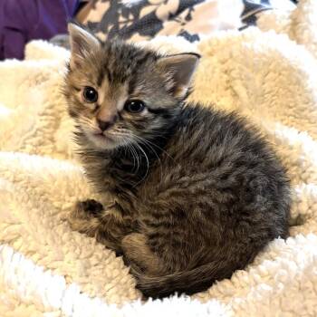 Nectarine -  Domestic Medium Hair Cat for Adoption in Monroe, Michigan - Nectarine | PetCurious
