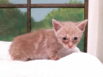 JONNY -  Domestic Short Hair Cat for Adoption in Houston, Texas - JONNY | PetCurious