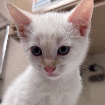 Silk -  Domestic Short Hair Cat for Adoption in Goleta, California - Silk | PetCurious