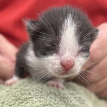 Perseus -  Domestic Short Hair Cat for Adoption in Birmingham, Alabama - Perseus | PetCurious