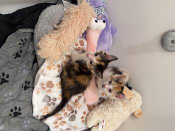 Domestic Medium Hair Cats Available for Adoption in Nocatee, Florida - Blossom And Bluebell Bonded Pair | PetCurious